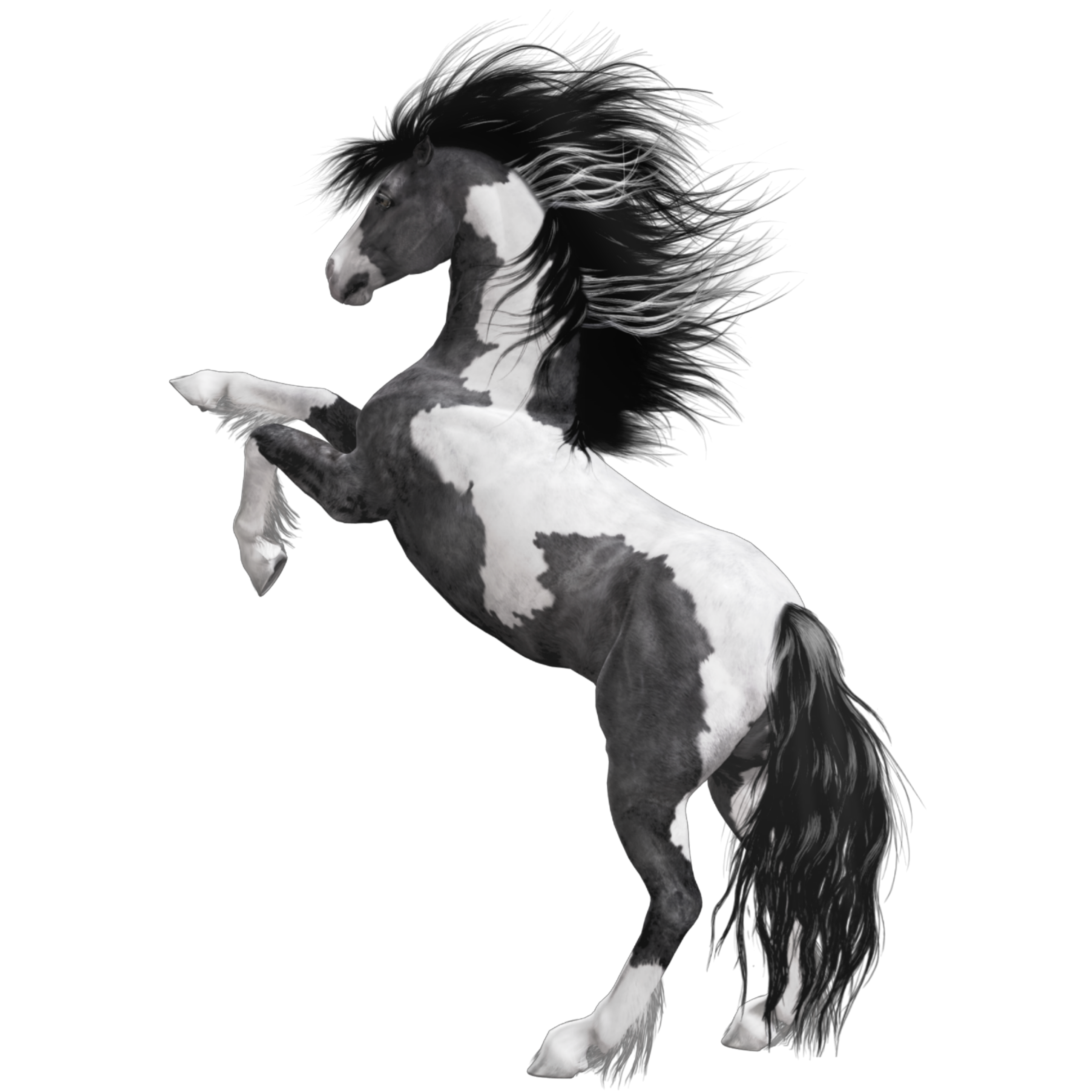 Лошадка черно белая. Мустанг лошадь черный. Лошадь на прозрачном фоне. Конь на дыбах. Лошадь на белом фоне.