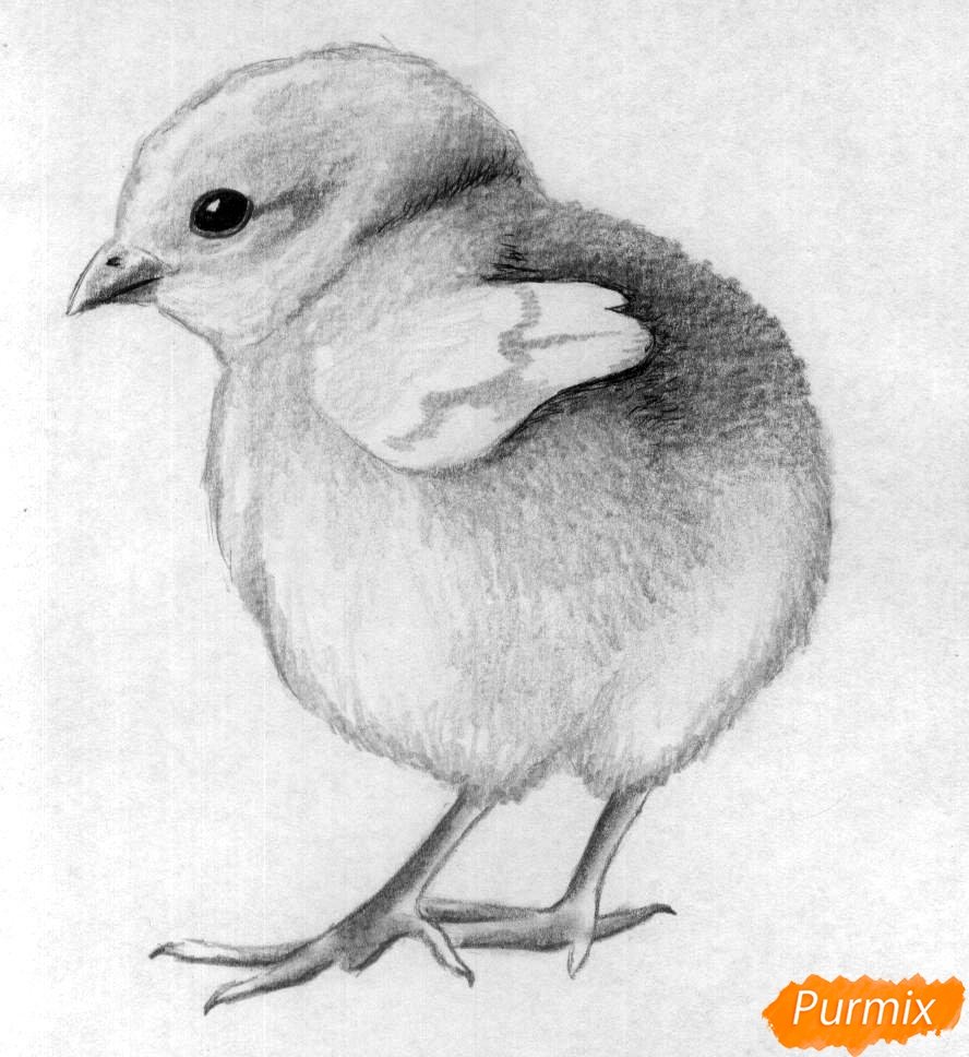 Очень легкая птица. Цыпленок рисунок карандашом. Зарисовки животных и птиц. Наброски птиц. Птица рисунок.