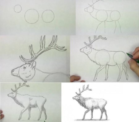 Этапы рисования оленя для малышей