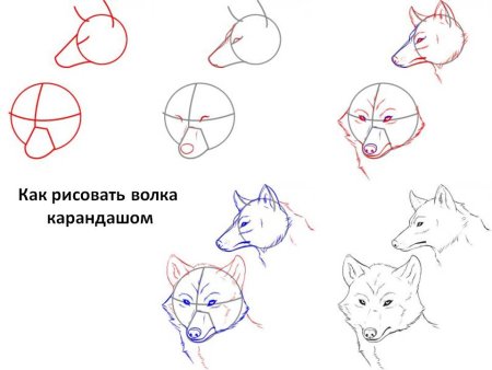 Волк сбоку рисунок пошагово
