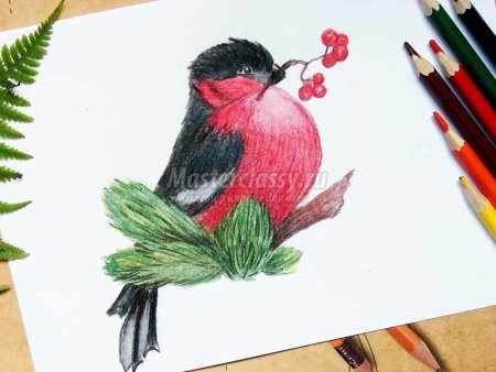 Снегирь на ветке рисунок