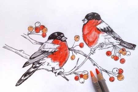 Снегирь рисунок
