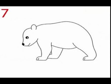 Рисунки белого медведя для срисовки