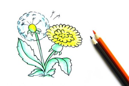 Одуванчик карандашом