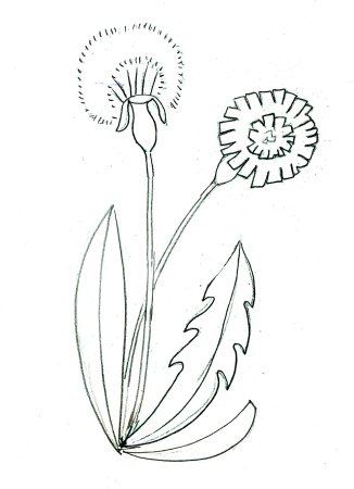 Одуванчик рисунок карандашом