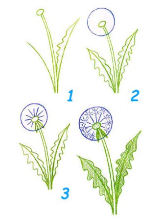 Рисунки одуванчика для срисовки