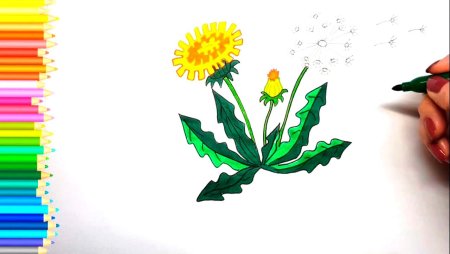 Одуванчик рисунок