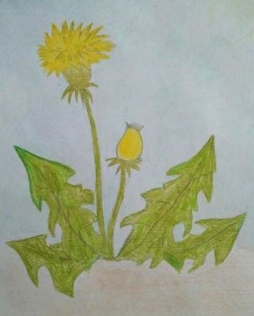Одуванчик рисунок карандашом