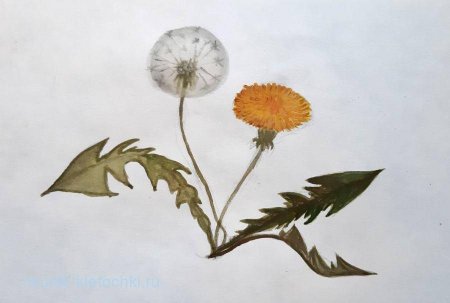 Одуванчик рисунок легкий