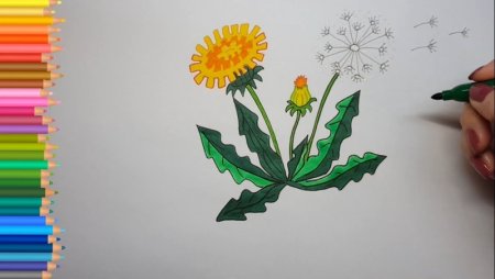 Рисование одуванчик