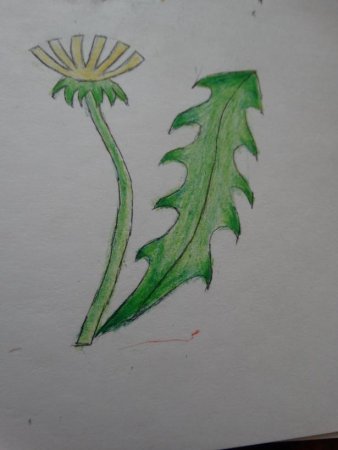 Поэтапное рисование одуванчика для детей