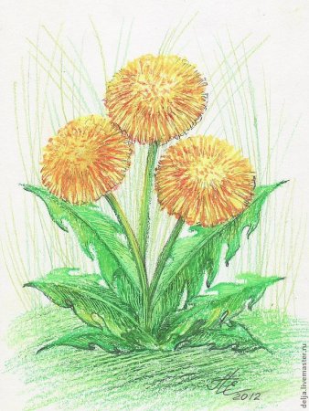 Поэтапное рисование одуванчика