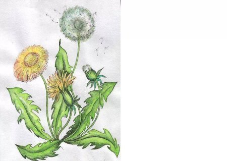 Одуванчик рисунок карандашом