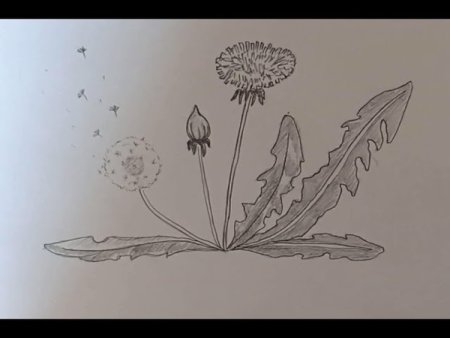 Рисование с детьми одуванчики