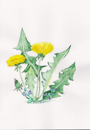 Одуванчики красками