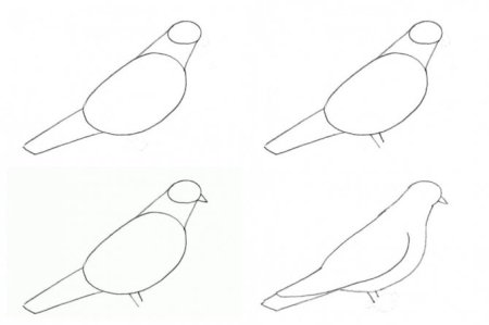 Нарисовать голубя поэтапно