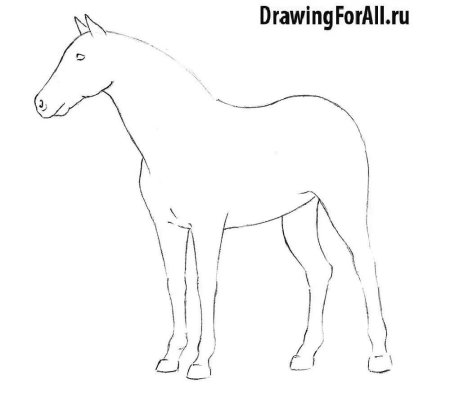 Как нарисовать лошадь поэтапно