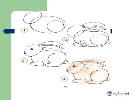 Заяц Беляк рисунок карандашом