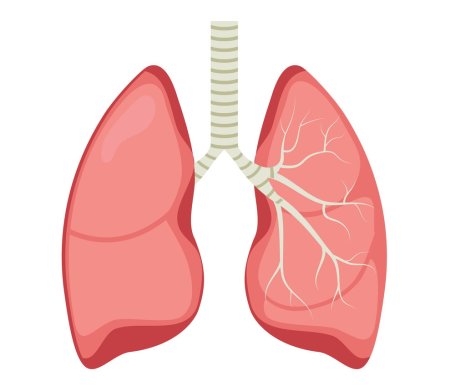 Легкие ребенка анатомия
