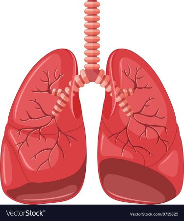 Легкие человека вектор
