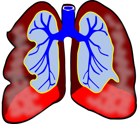Легкие орган