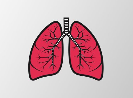 Здоровье легкие