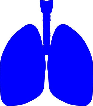 Поделка легкие человека