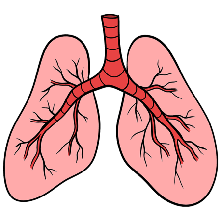 Легкие человека вектор