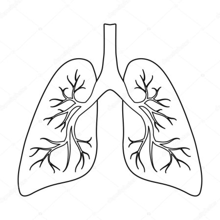 Легкие контур