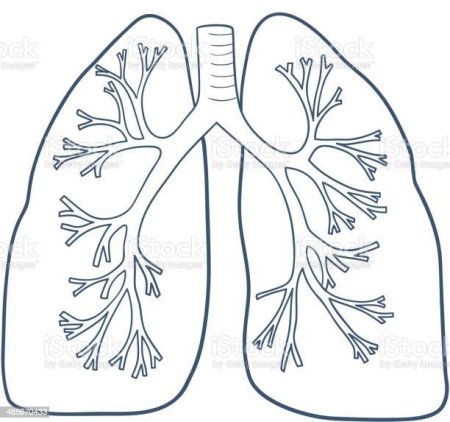 Раскраска легкие человека