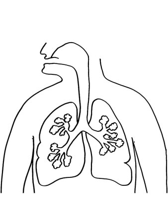 Легкие орган рисунки