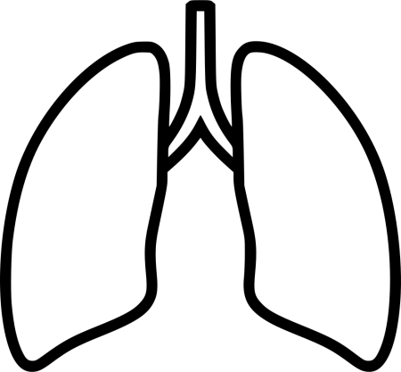 Раскраска лёгкие человека