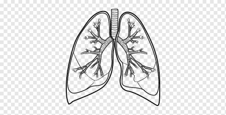 Легкие человека коронавирус