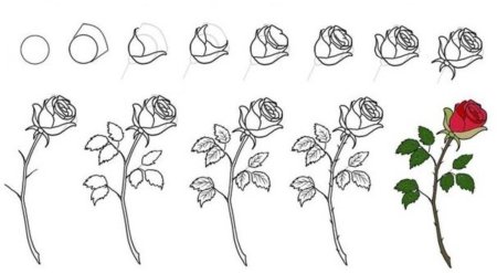 Нарисовать розу ребенку