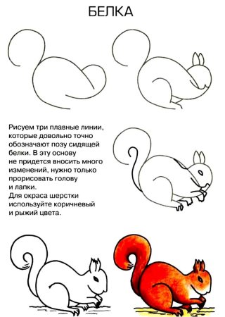 Белка карандашом