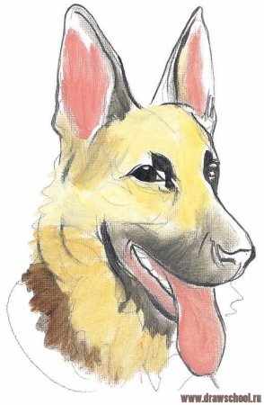 Срисовка немецкой овчарки лёгкая