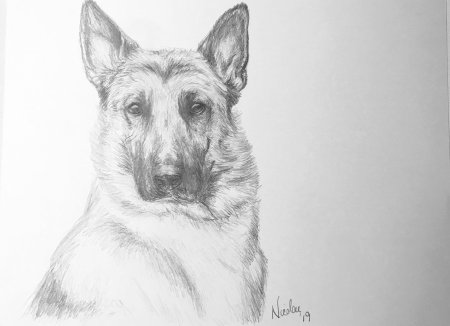 Восточноевропейская овчарка рисунок