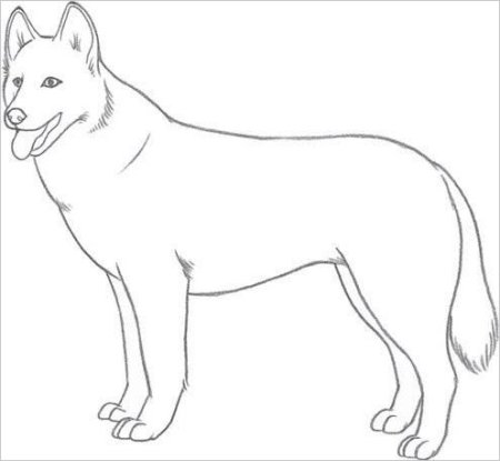 Рисунок немецкой овчарки лёгкий для новичков