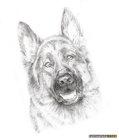 Овчарка карандашом