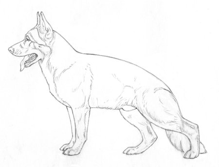 Собака для срисовки овчарка