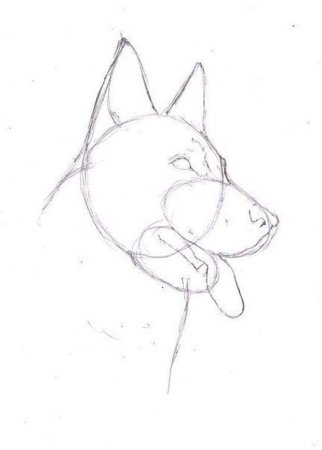 Поэтапное рисование немецкой овчарки