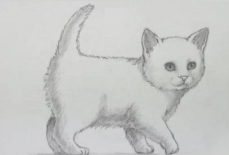 Этапы рисования кошки