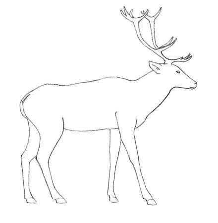 Олень сбоку рисовать
