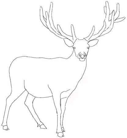 Северный олень рисунок карандашом поэтапно
