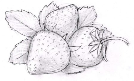 Клубника для срисовки карандашом