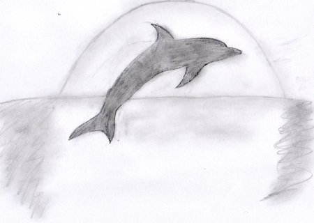 Дельфин рисунок карандашом для срисовки