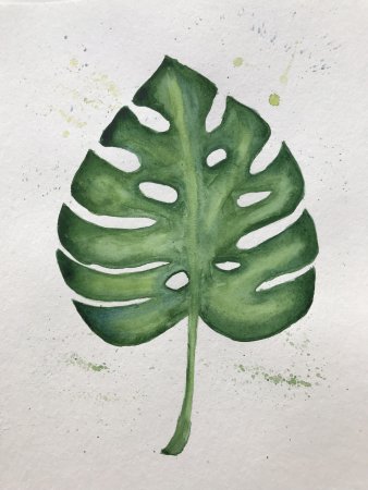 Монстера для срисовки