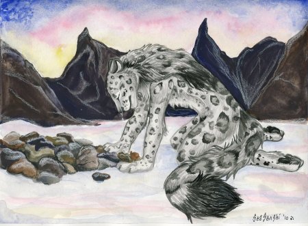 Снежный Барс Мцыри