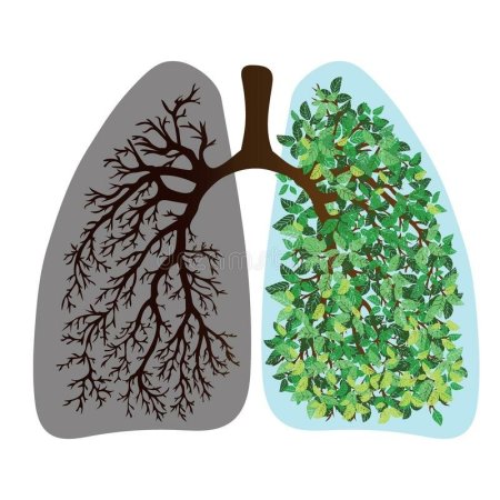 Легкие человека деревом