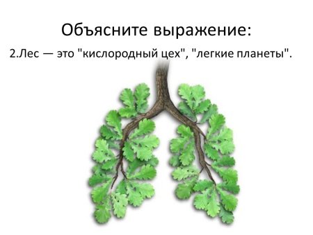 Деревья легкие планеты